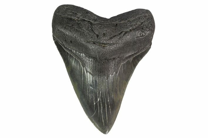 Fossil Megalodon Tooth - Georgia #144304